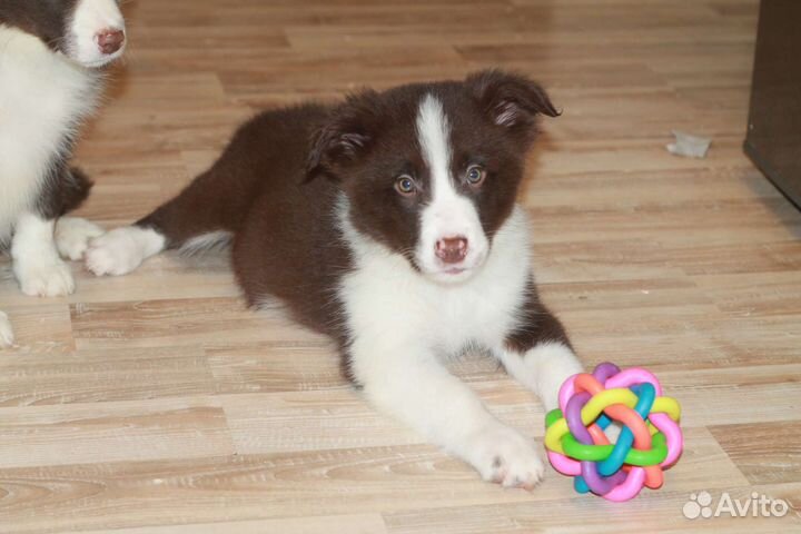 Щенки бордер колли