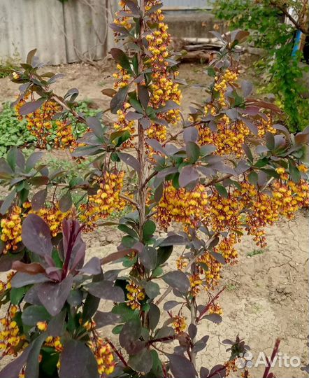 Саженцы Декоративных красивоцветущих кустарников