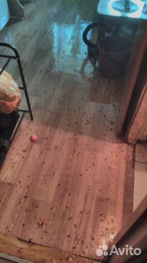 Уничтожение клопов, тараканов, муравьев