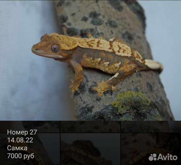 Реснитчатые бананоеды