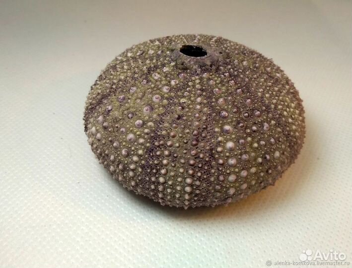 Гладкие панцири морского ежа