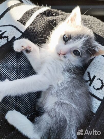 Будущий кот