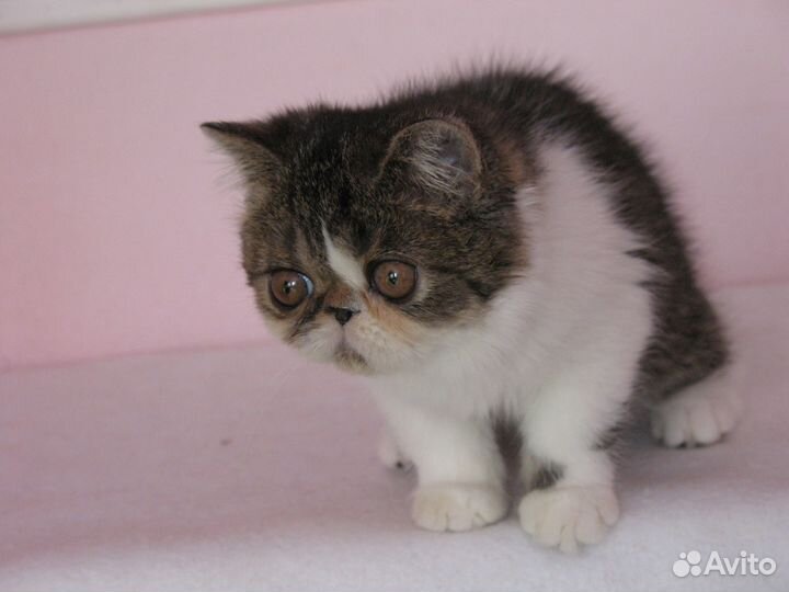 Экзотический котик