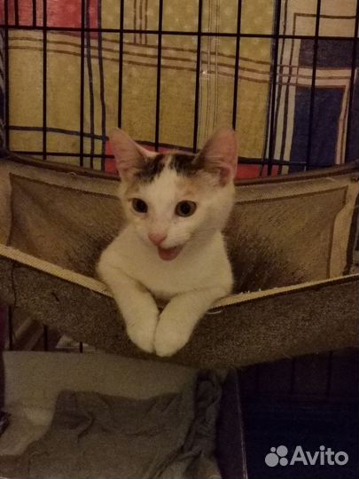 Котенок девочка