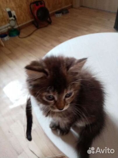 Продаются шотландские котята