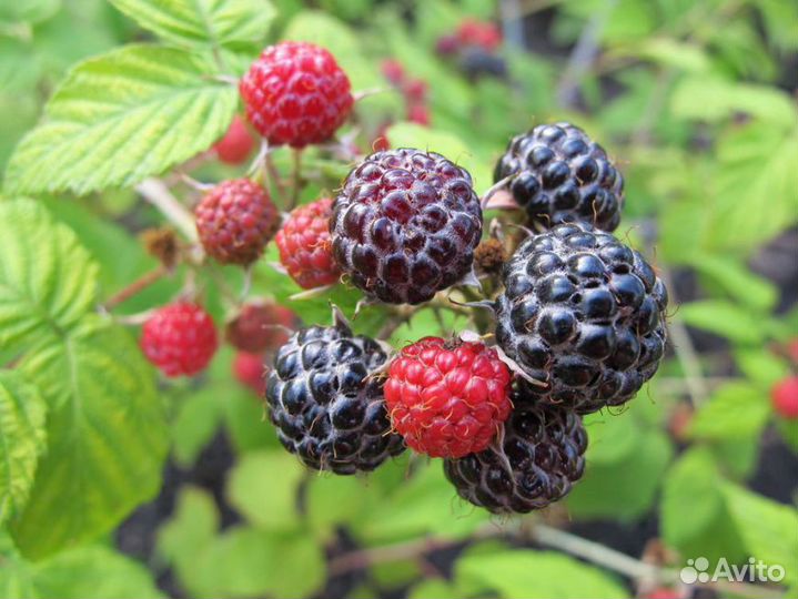 Саженцы черной малины