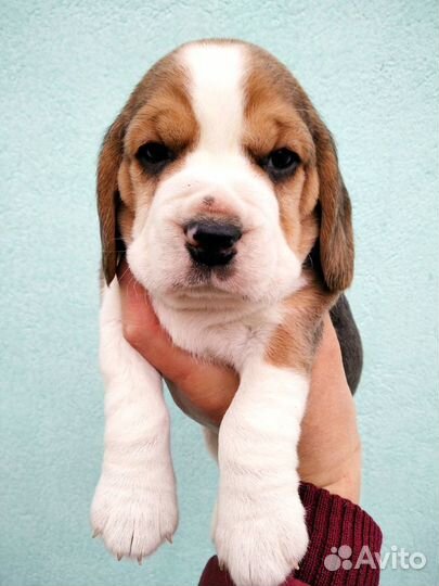 Щенки бигль из питомника