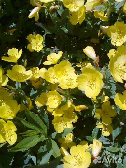 Энотера. Молодило. купальница. тимьян