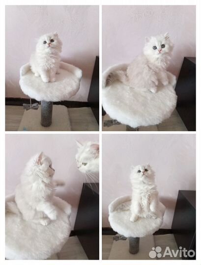 Скоттиш страйт