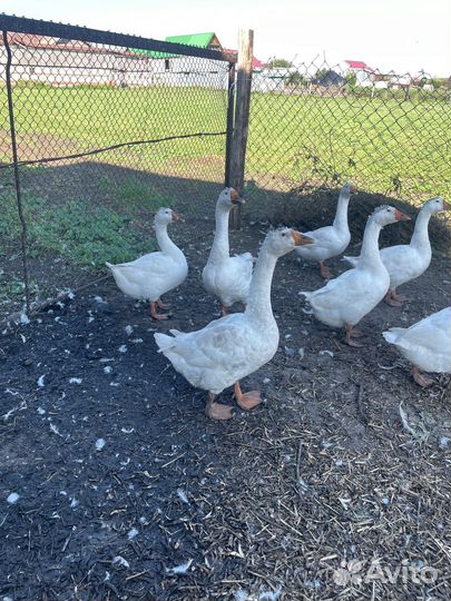 Продам гусей