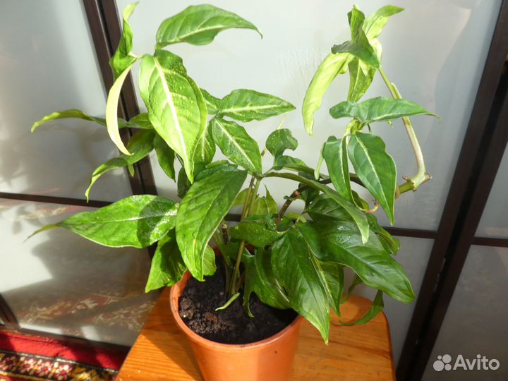 Сингониум ушковидный