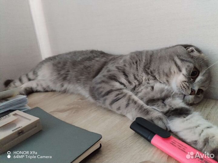Британец, вязка