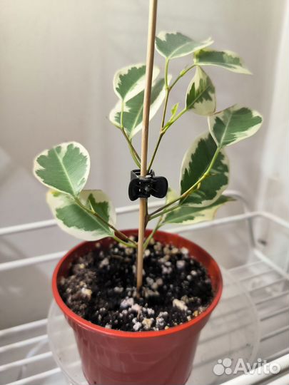 Фикус бенджамина пестролистный