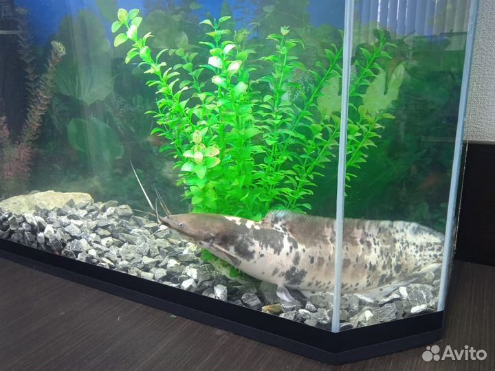 Аквариумы (80л и 140л) с большими рыбинами