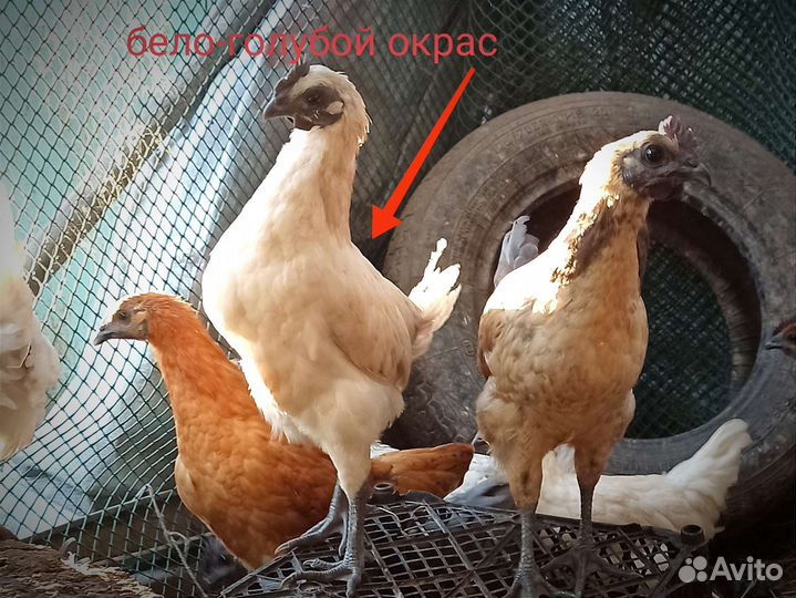 Ланеданьзи петушки