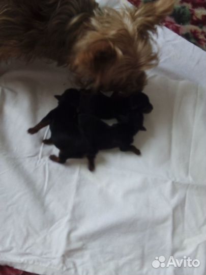 Йоркширский терьер вязка девочка