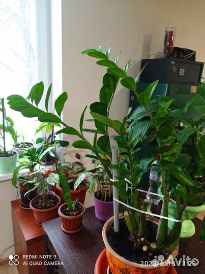 Замиокулькас