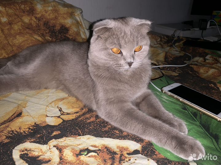 Отдам в добрые руки