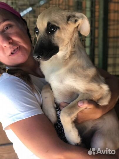 Пёсик из приюта мечтает о доме