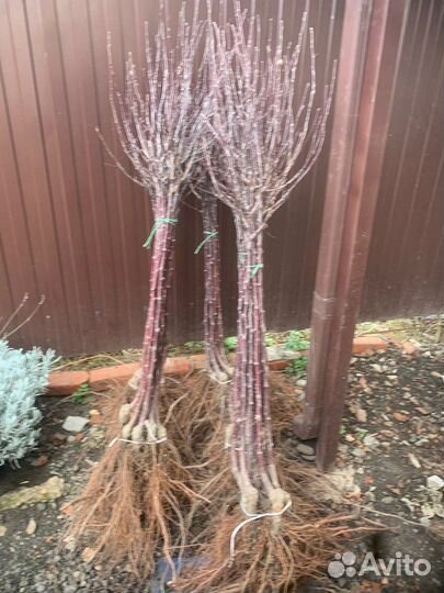 Плодовые деревья и саженцы