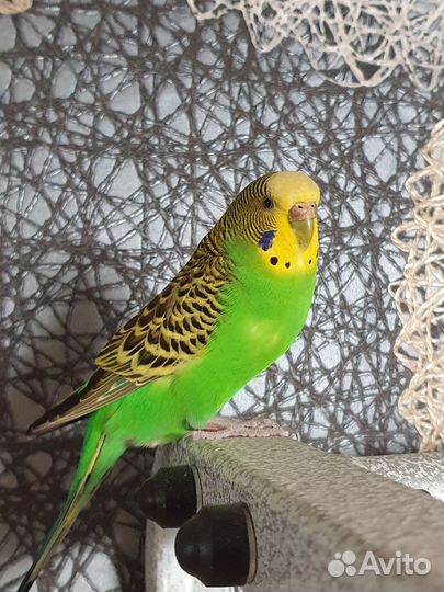Волнистые попугаи пара