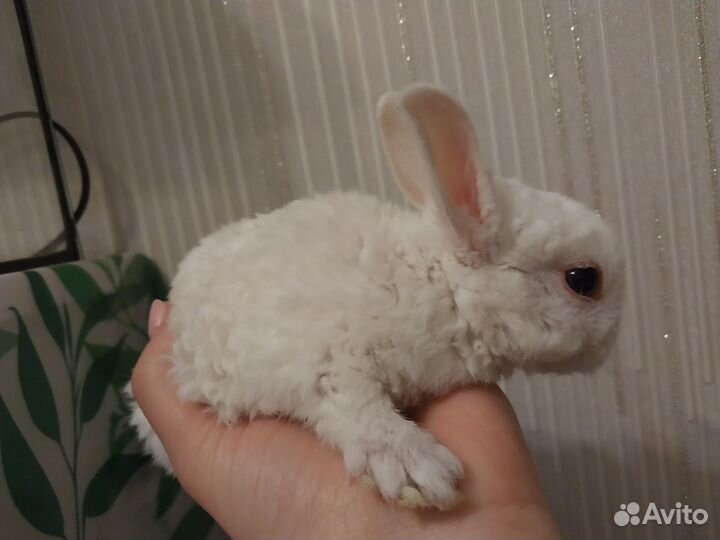 Карликовые крольчата