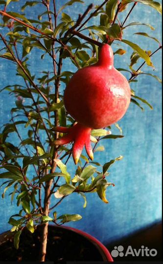 Гранат комнатный