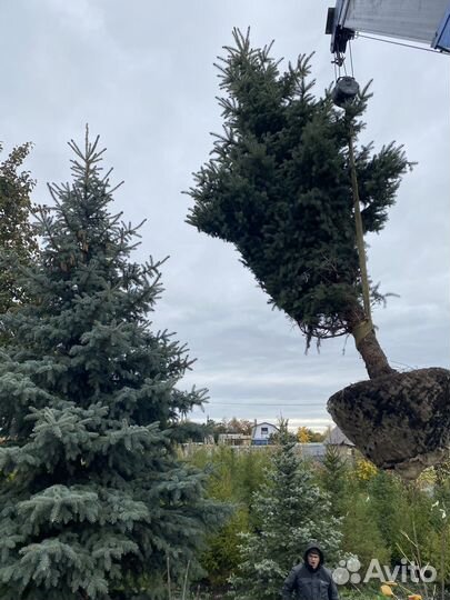 Саженцы хвойные крупномеры