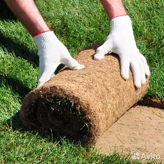 Рулонный газон под ключ