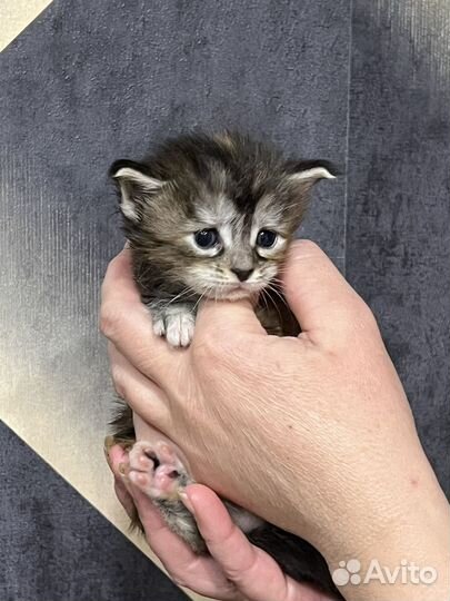 Котята мейн-кун