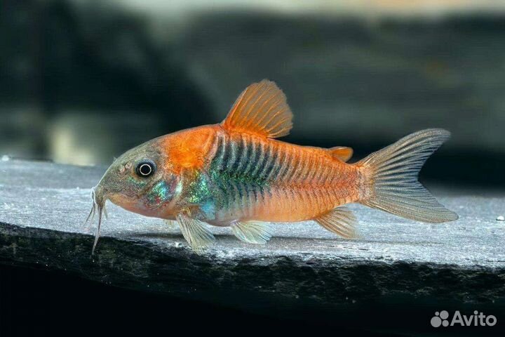 Коридорасы