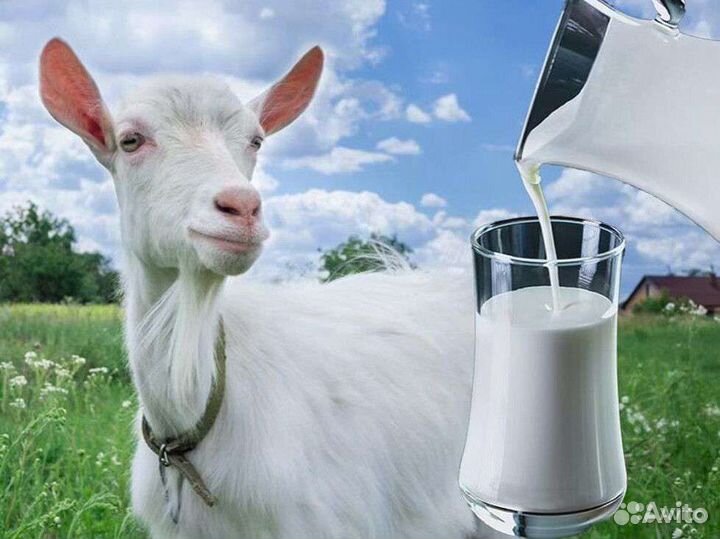 Продам козье молоко