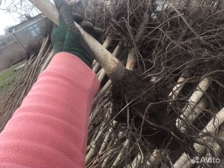 Грецкий орех саженцы