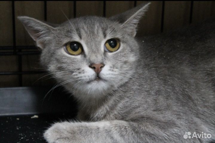 Фрайни добрым людям