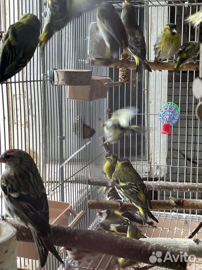 Певчие птички