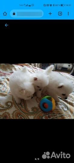 Щенки шпица