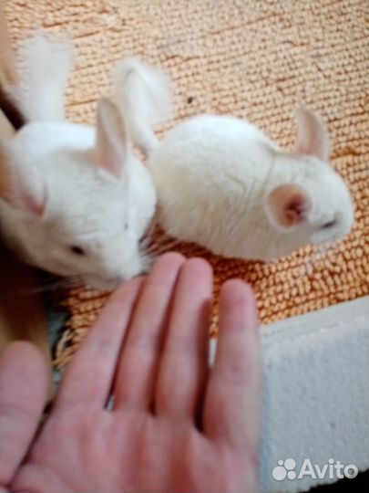 Белые шиншиллы мал и дев