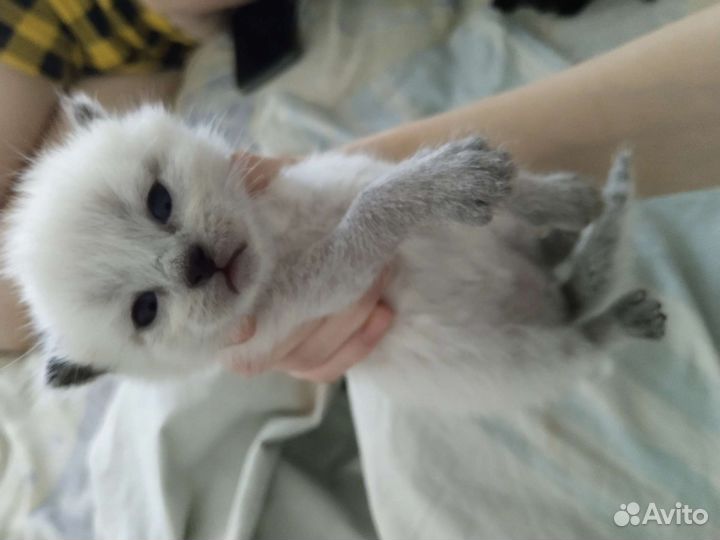 Кошка в дар