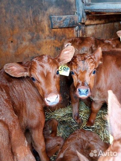 Телята Сименталы на доращивание