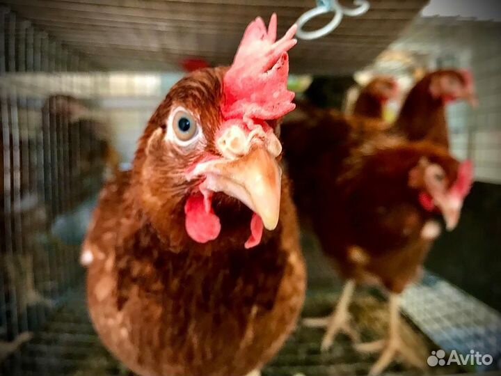 Куры несушки ломан браун