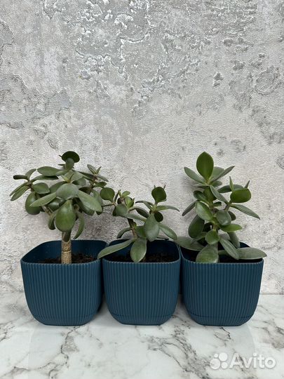 Красула толстянка