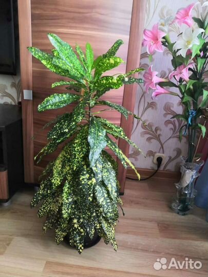 Кодиеум кротон