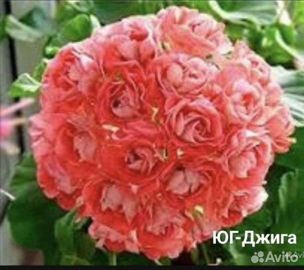 Пеларгония герань