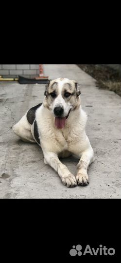 Алабай бесплатно