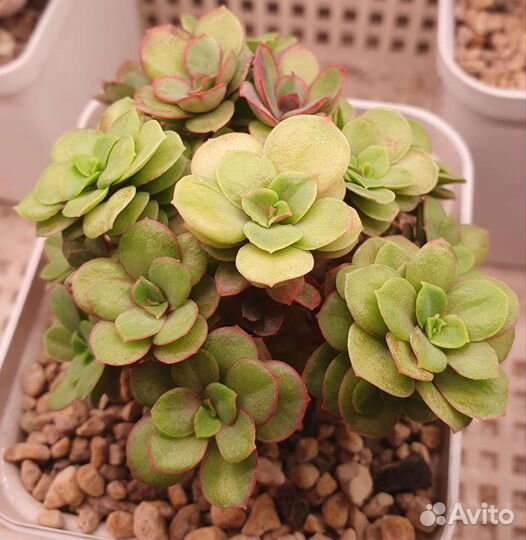 Echeveria suyon variegated