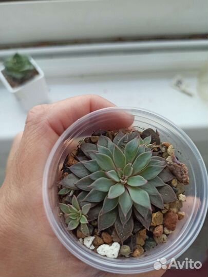 Суккуленты набор