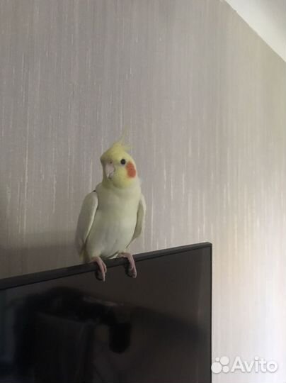 Попугай корелла с клеткой