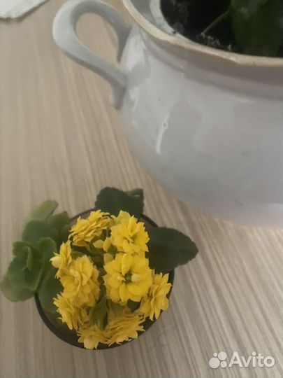 Комнатные цветы