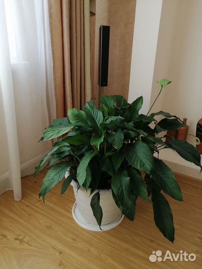 Продам комнатные растения