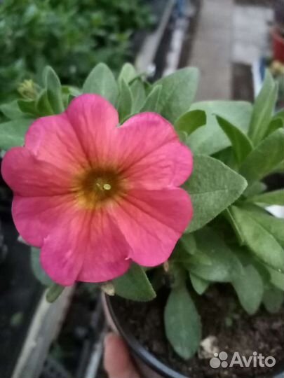 Петуния вегетативная черенки